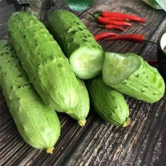 Hạt giống dưa leo (dưa chuột) Hàn Quốc - giống dưa quốc dân đáng trồng nhất [Hạt giống rau củ quả]