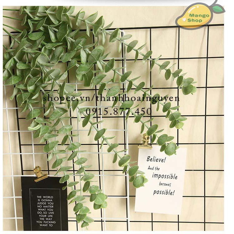 Lá cây bạch đàn Eucalyptus decor trang trí nhà cửa , phụ kiện chụp ảnh