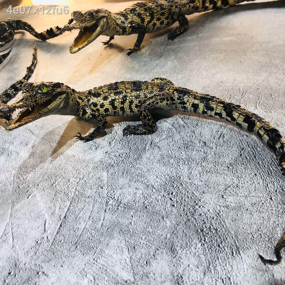 ▧ ✟  ♤Đồ trang trí mô phỏng hình cá sấu & chơi @