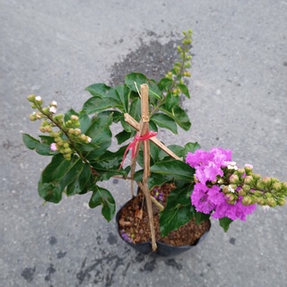 Cây bằng lăng thái trồng chậu C10