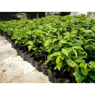 Cây giống mãng cầu xiêm