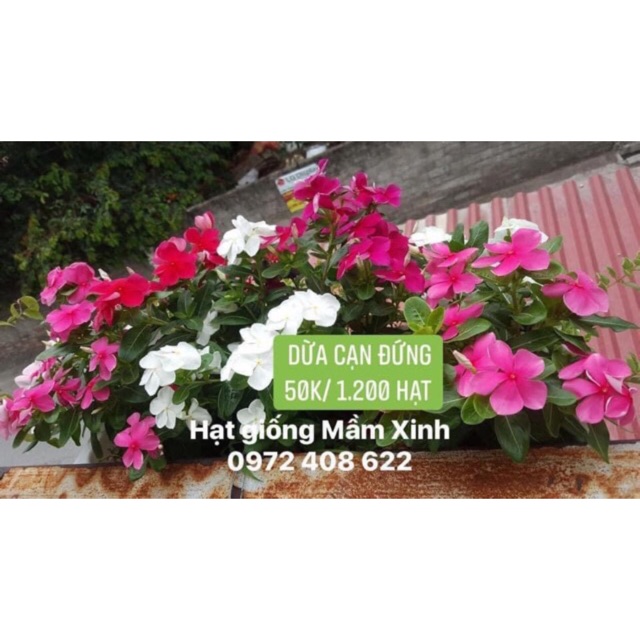 1200 Hạt dừa cạn đứng mix đủ màu. Ảnh thật 100% khách gieo nhé. Nảy mầm và hoa thật 100%