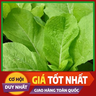 Hạt giống Cải Mơ