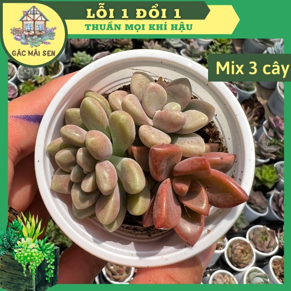 SEN ĐÁ MIX 3 CÂY SIZE BẦU GÁC MÁI SEN - SEN ĐÁ THUẦN KHÍ HẬU