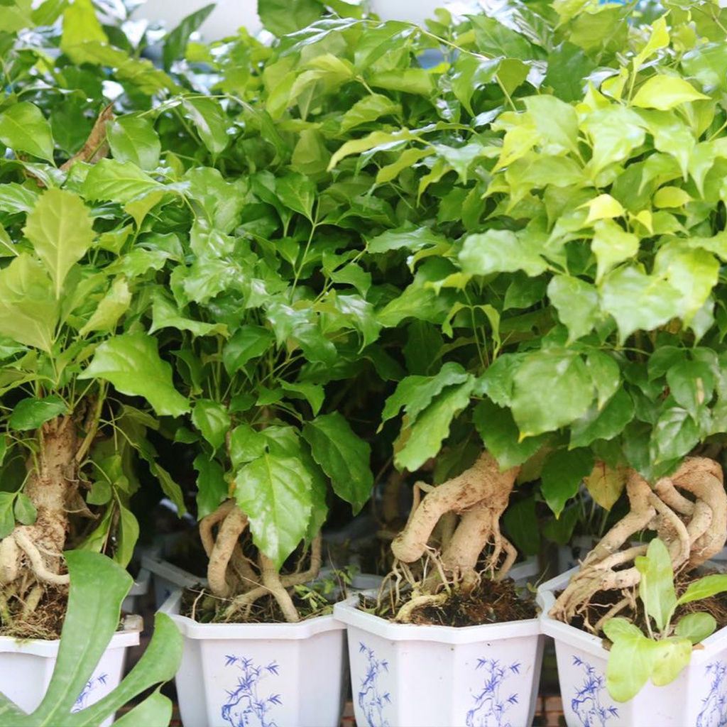 Chậu Cây Hạnh Phúc dáng Bonsai dễ chăm sóc