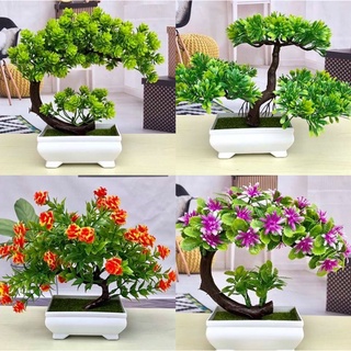 Cây bon sai trang trí phòng khách