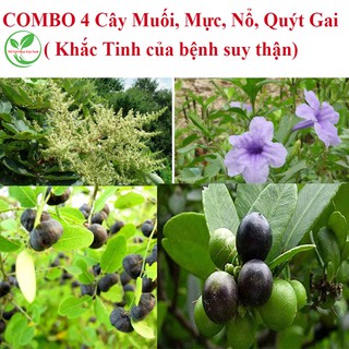 COMBO SUY THẬN ( 4 CÂY THUỐC TRỊ BỆNH THẬN) 2KG