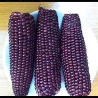 Hạt giống ngô tím Thái