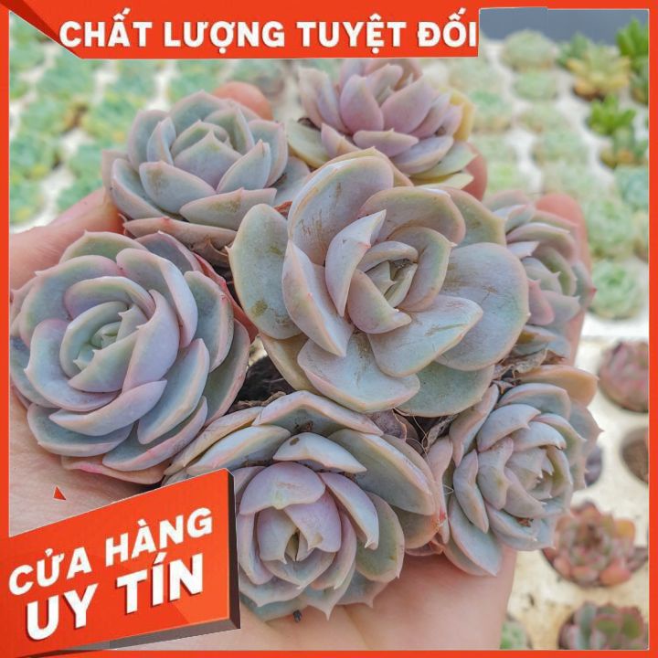 Sen đá lola size vỉ (mini) ❌ FREE SHIP ❌ Xuất xứ Đà Lạt, đã thuần khí hậu