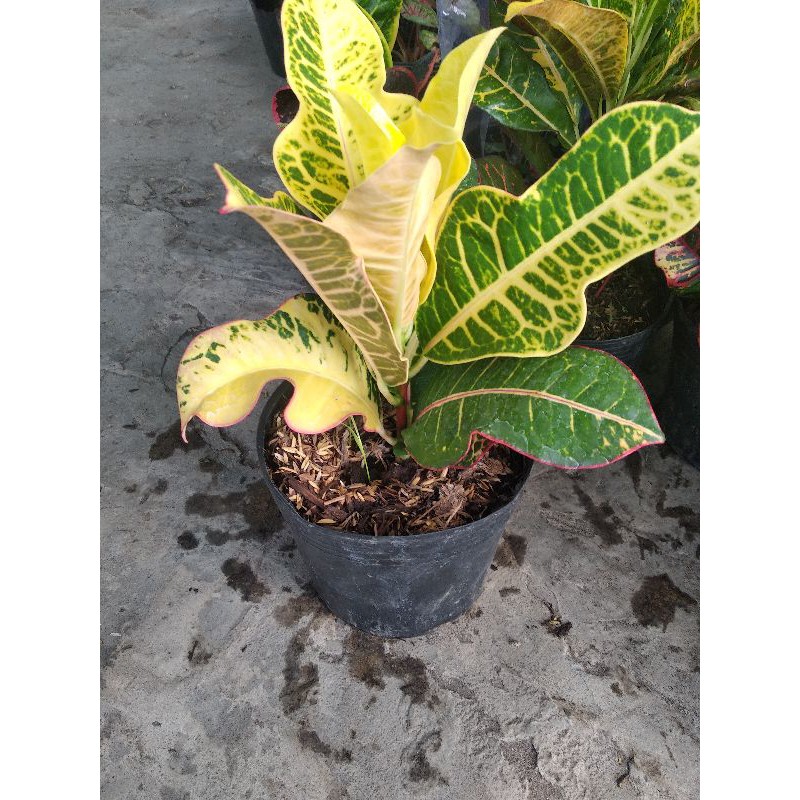 Croton thái cây lá màu