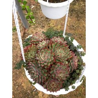 [Hot sale] CHẬU TREO SEN ĐÁ VIỀN LỬA ĐỎ BỤI LỚN (TẶNG SỎI)