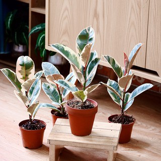 Cây Đa Cẩm Thạch Sô Cô La (Marble Rubber Tree, Ficus Elastica Tineke) > 25cm
