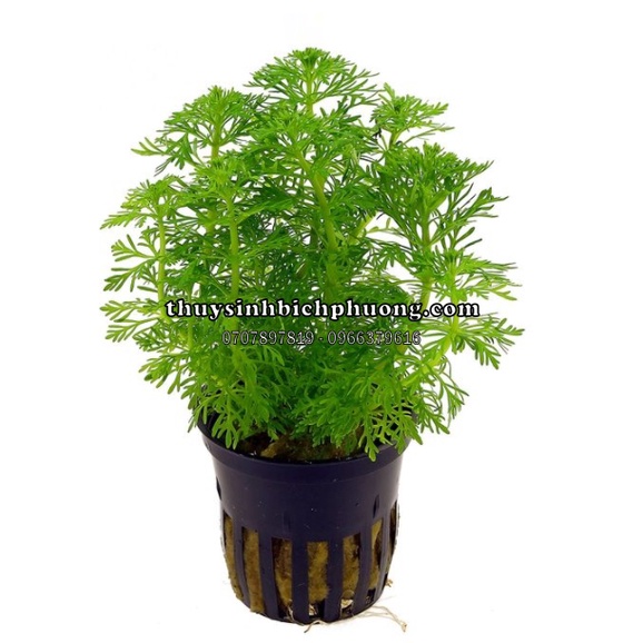TIỂU BẢO THÁP - CÂY THUỶ SINH TRỒNG HẬU CẢNH SIÊU DỄ PHÁT TRIỂN