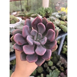 SEN ĐÁ CÚC TÍM (Echeveria cupid)