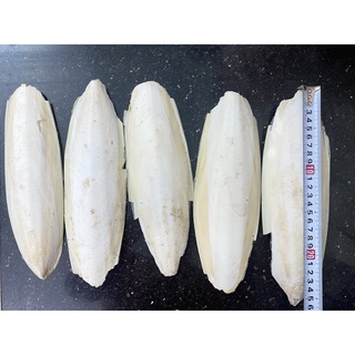 Nang mực cho chim kt 20~25cm