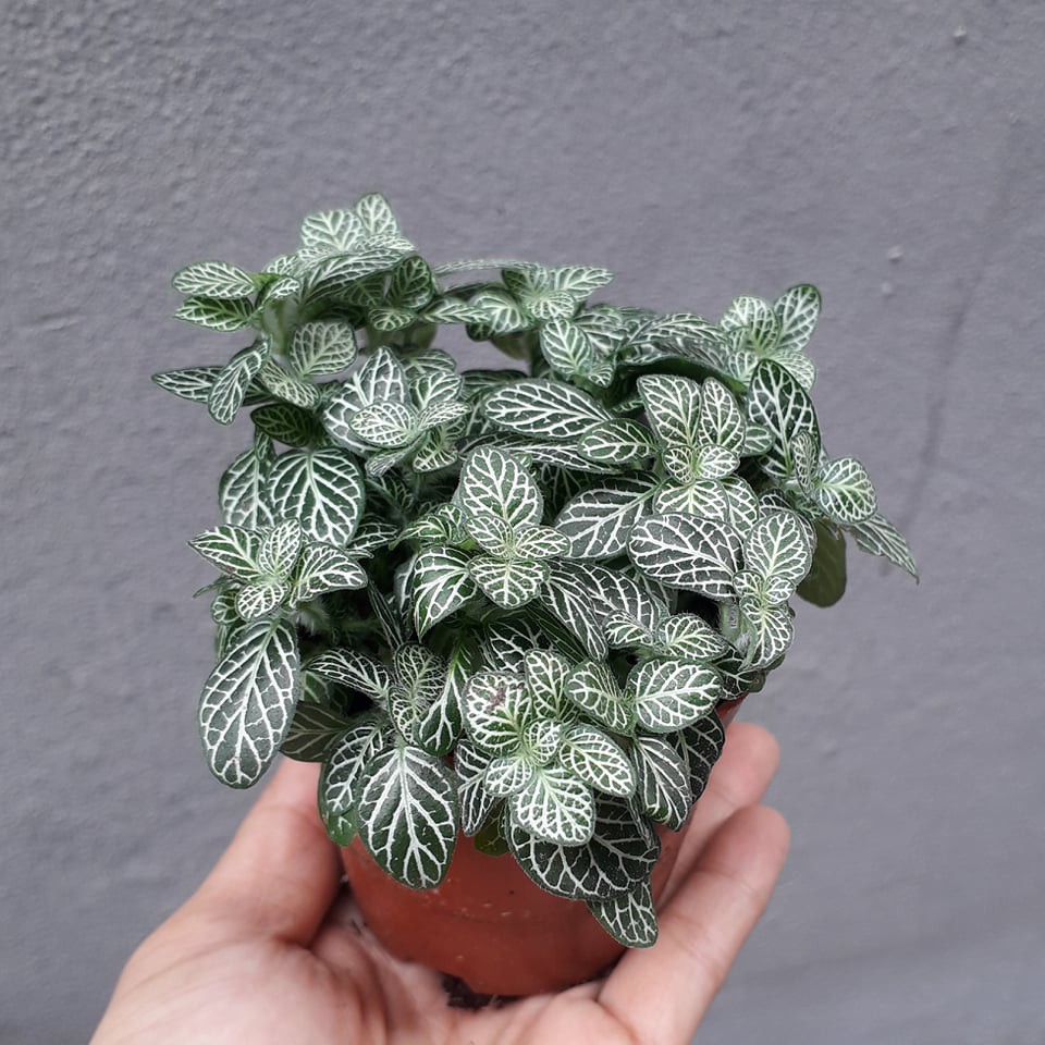 Cây Cẩm Nhung Xanh [ Sale ]
