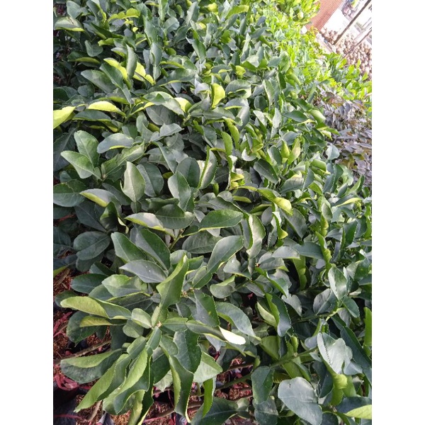 Cây bưởi da xanh