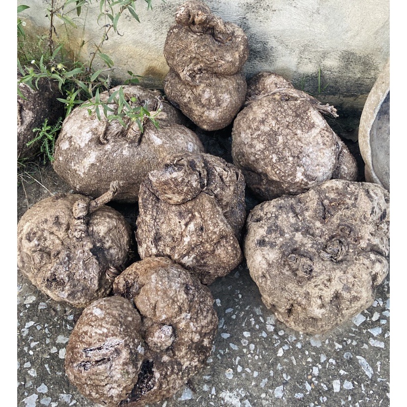 Củ Bình Vôi tươi nguyên củ 1kg hàng chuẩn loại 1 Dược Liệu Tây Bắc