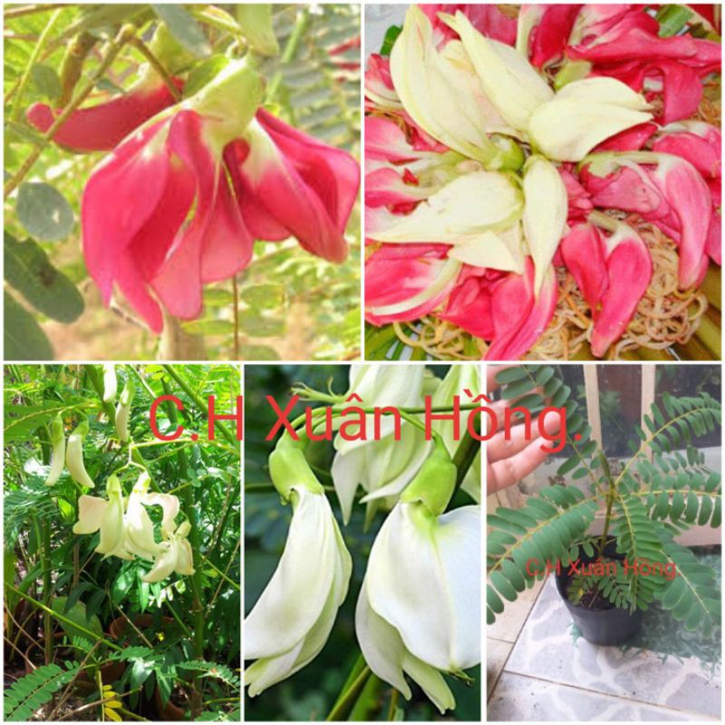 Cây so đũa tứ quý thái lùn đỏ hoặc trắng.