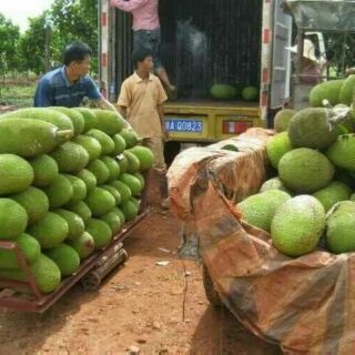 Cây giống mít trái dài malaysia