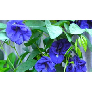 Hoa đậu biếc 1 lạng