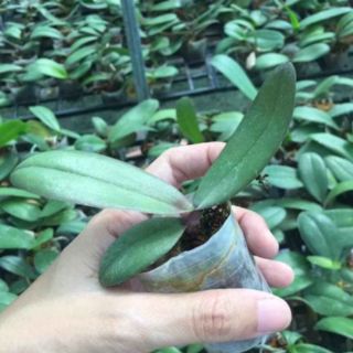 Combo 3 cốc hồ điệp con 100k