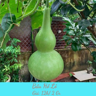 2 Gr HẠT GIỐNG BẦU HỒ LÔ