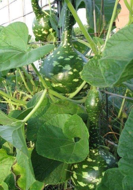 1 gói Hạt giống bầu thiên nga, gói 10 hạt