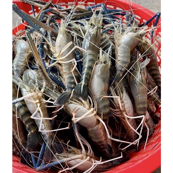 Tôm càng sen (~15c/kg) ~1kg