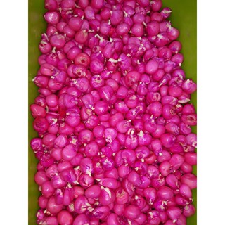 Hạt giống ngô tím, bắp tím 5gr