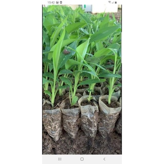 Cây chuối cảnh mini (siêu tốt)