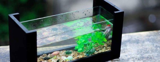 Bể cá Mini