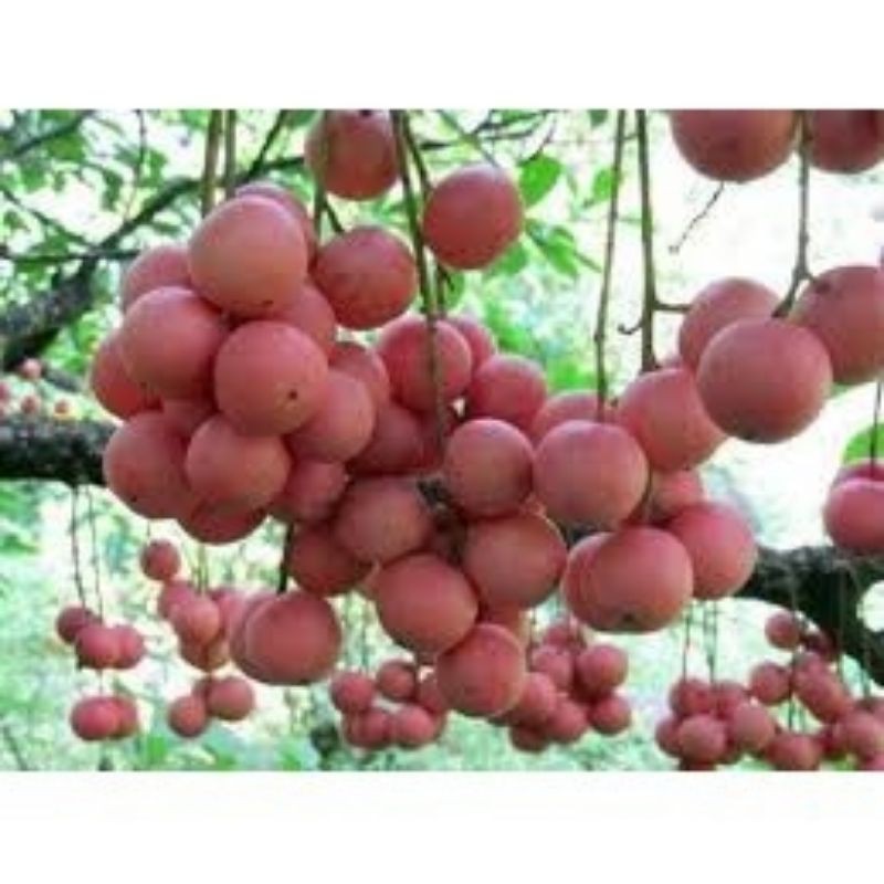 CÂY GIỐNG DÂU DA ĐẤT