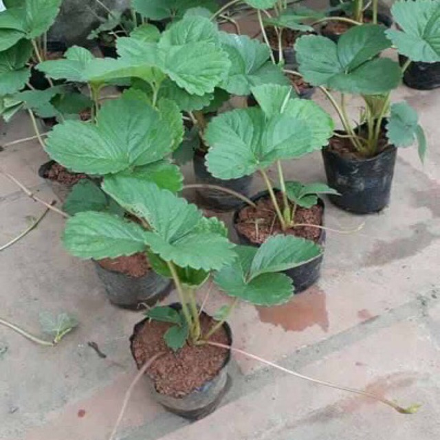 Dâu tây và lan hồ điệp