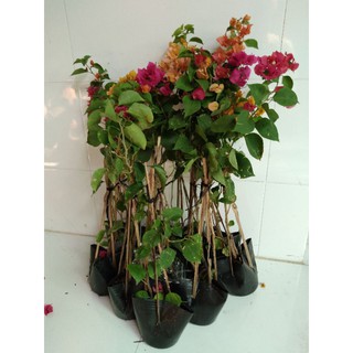 Cây hoa giấy giống