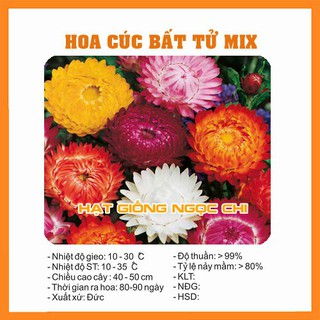 Hạt Giống Hoa Cúc Bất Tử - 100 Hạt