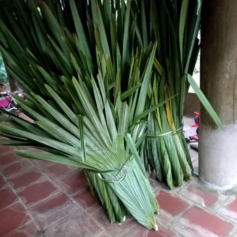 Lá cọ lợp trang trí, lợp chống nóng trên tôn