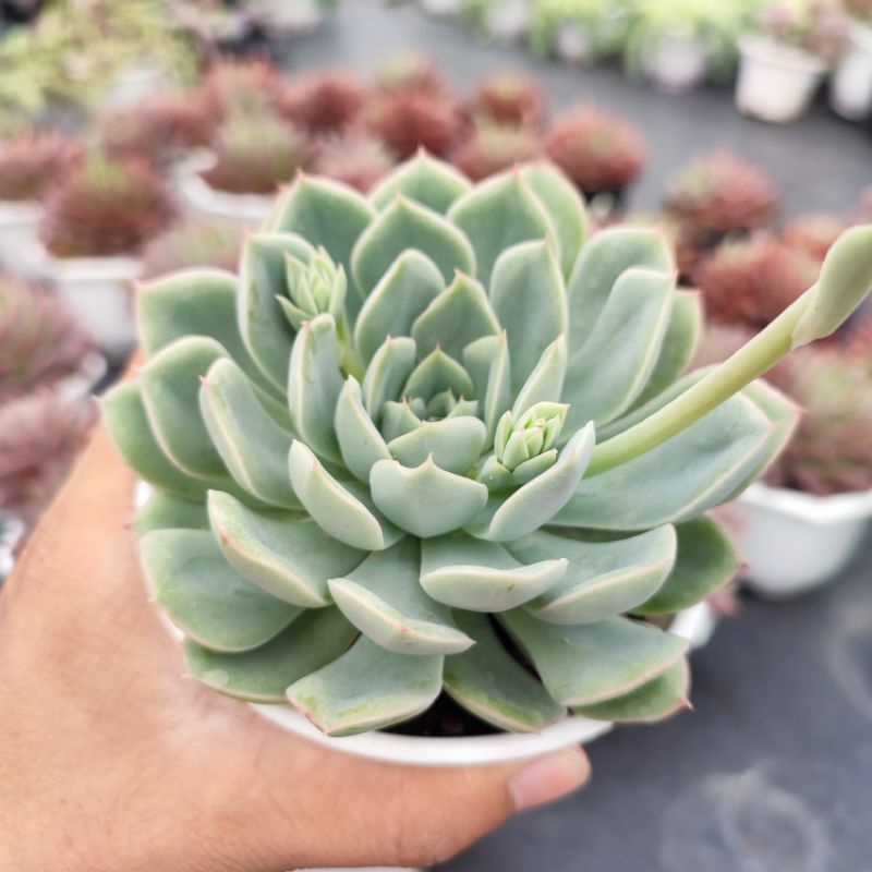 Sen Đá Liên Đài Trắng Size Trung Bình 10-12cm, Xuất Xứ PANDAA GARDEN Đà Lạt Khoẻ Đẹp, Thích Nghi Khí Hậu, Lỗi 1 Đổi 1