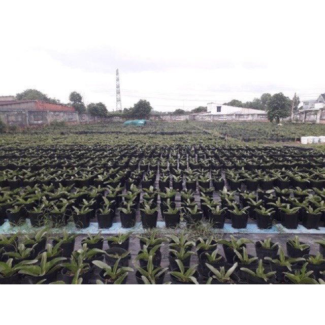 Bầu ươm cây , chậu ươm cây nhiều kích thước hàng loại 1 đẹp