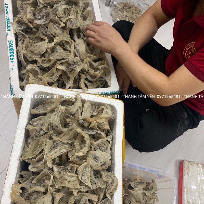 [DÙNG THỬ] 01 Tổ Yến Sào Thô Nguyên Tổ Nguyên Chất + Đồ Chưng Kèm