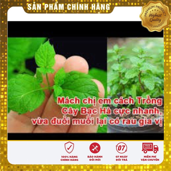 HẠT GIỐNG BẠC HÀ MINT (LUCKY SEED)