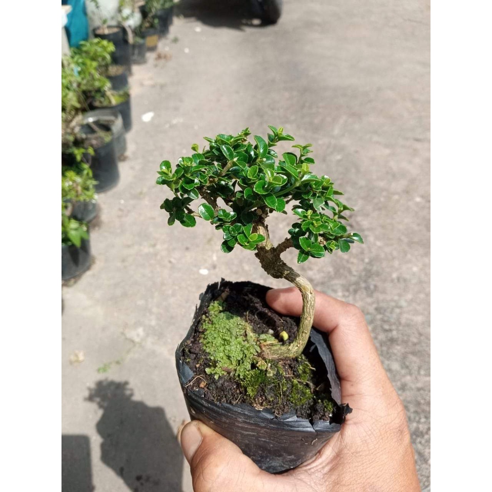 Sam hương bonsai mini, trang trí tiểu cảnh, terrarium cây &lt;15cm