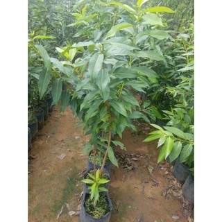 Combo 2 cây vối nếp cao 1m (freeship)