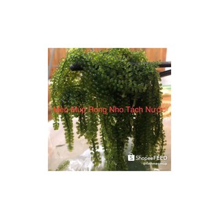 Rong nho tách nước