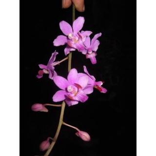 Hoa lan hồ điệp doritan tím