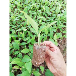 CÂY CHUỐI SÁP GIỐNG
