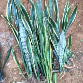 5cây lưỡi hổ vàng