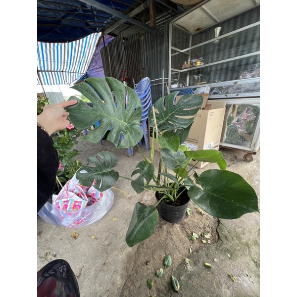 Trầu bà lá xẻ Nam Mỹ