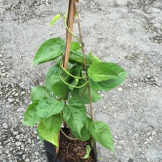 Cây giống hoa thiên lý