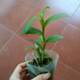 Hoa phong lan hoàng thảo trầm tím